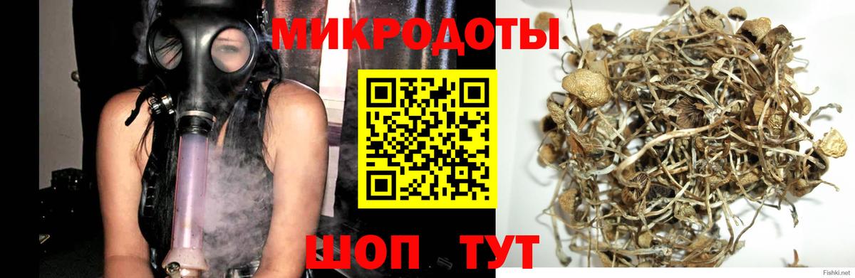 Галлюциногенные грибы Psilocybine cubensis Искитим